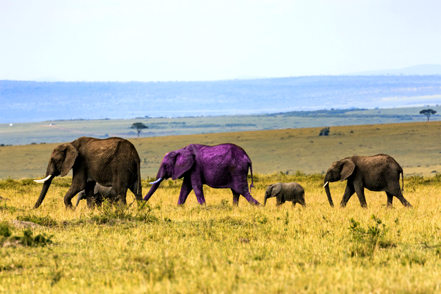 Pink elephant rz.png