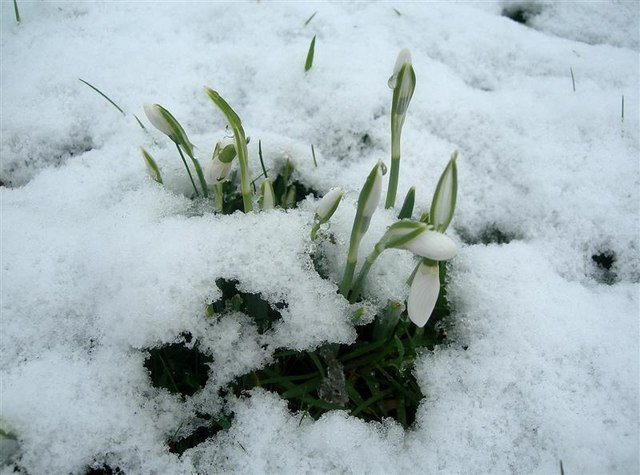 A_Rare_Drop_Of_Snow_-_geograph.org.uk_-_649376.jpg