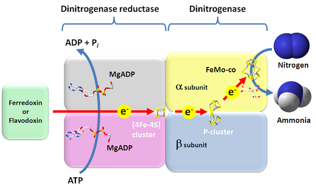 Nitrogenase_reaction.PNG