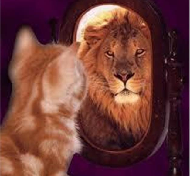 cermin-kucing-1.jpg