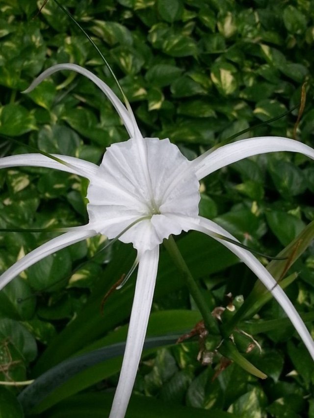 white flower7.jpg