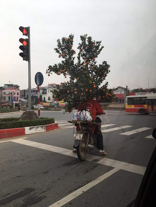 Kumquat tree in transit