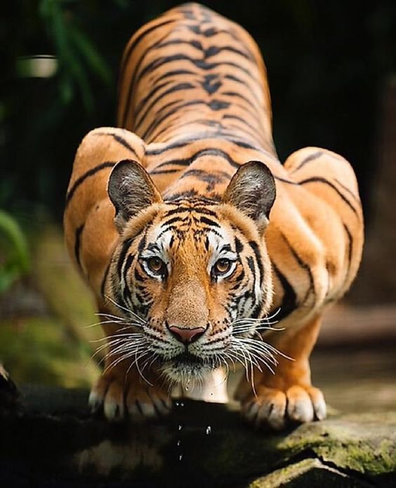 Royal Bengal Tiger — Steemit