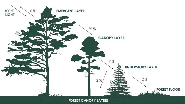 canopy-management-practices-information-7-638.jpg