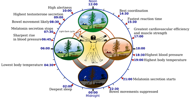 1024px-Biological_clock_human.svg.png