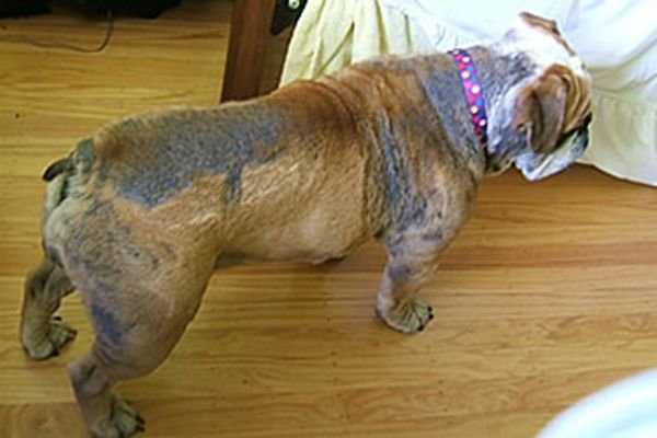 Skin Problems In Dogs Demodectic Mange Steemit