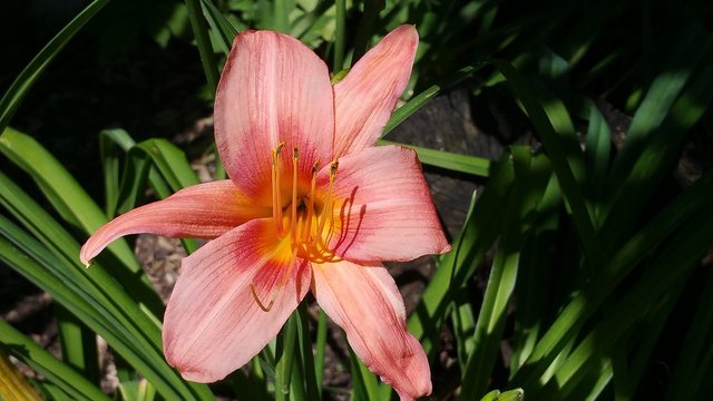 daylily-2495561_960_720.jpg