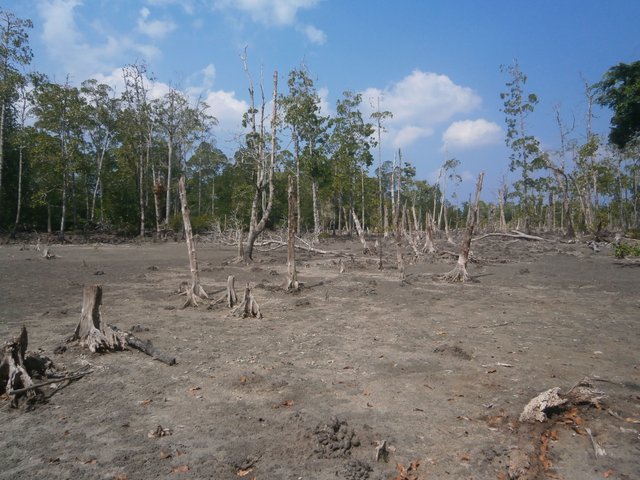 elephant beach.JPG