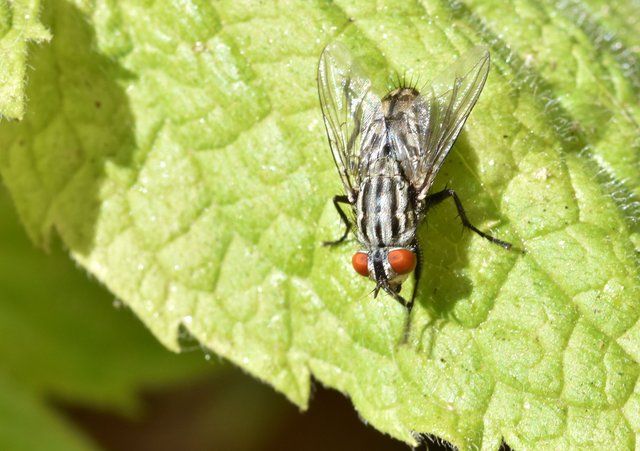 fly macro mint leaf.jpg