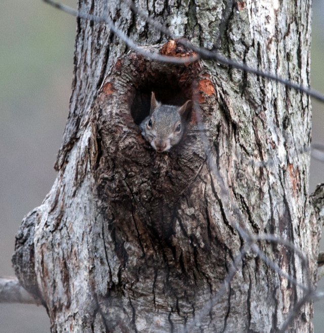 white-tailed-squirrel-3.jpg