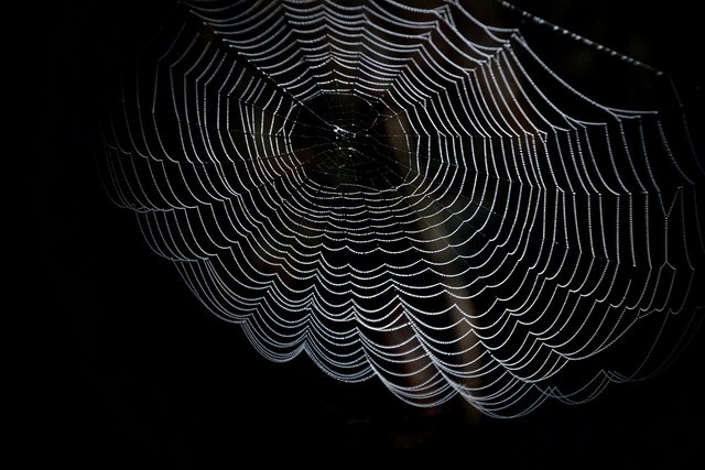 cobweb-1698801_1280.jpg