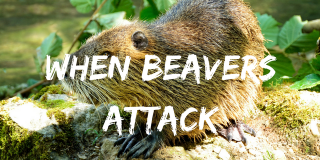when beavers attack.png