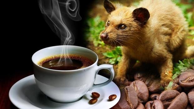 kopi-luwak-cafe2-kTBB--620x349@abc.jpg