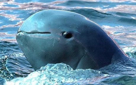 irrawaddy river dolphin