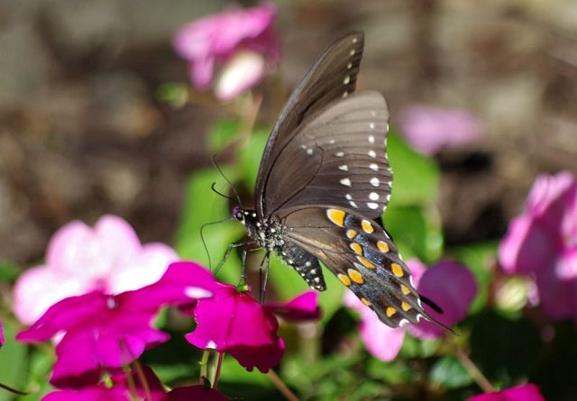 gardening flowers.jpg