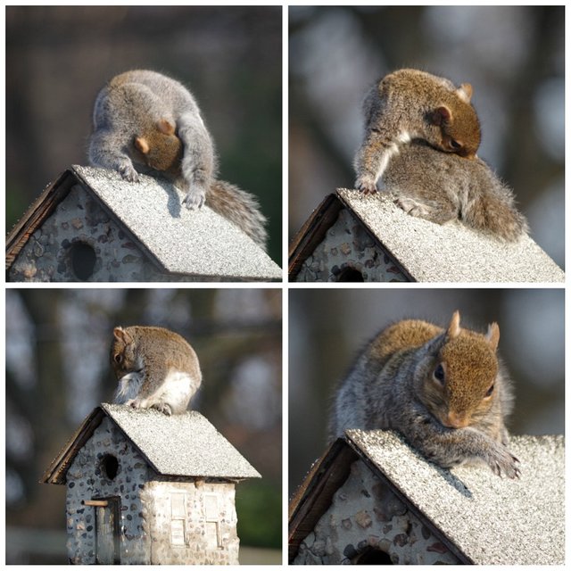 animals photography nature squirrels funny.jpg