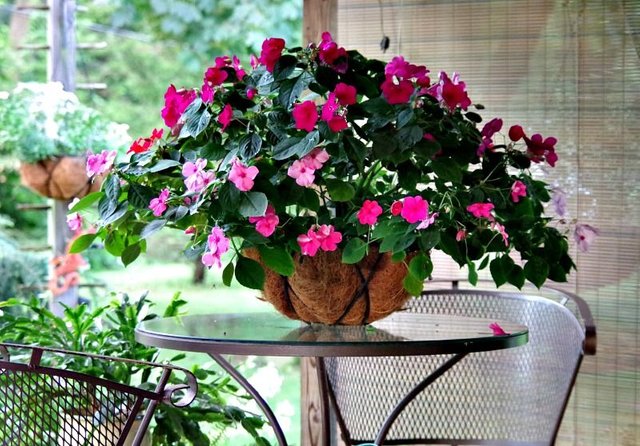 hanging basket.jpg