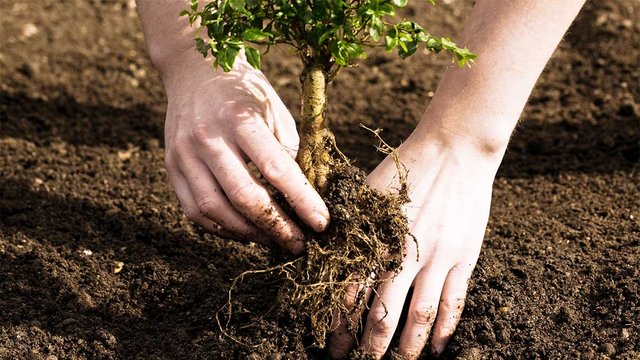 tree-planting.jpg