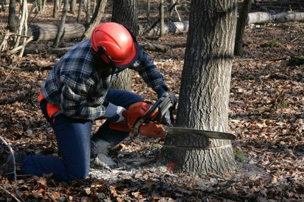 man_cutting_tree_l5.jpg