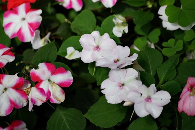 impatiens variety.jpg