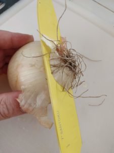 onion cutting