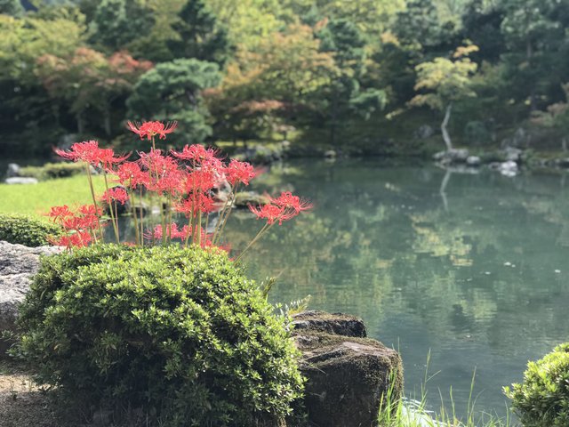 Tyoto Tenryu Ji 京都天龍寺庭園 Steemit