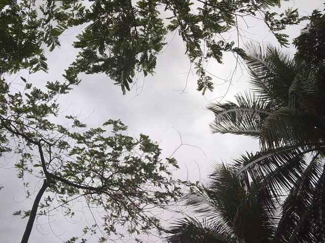 sky covered with green