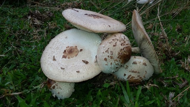 mushrooms15fb0c.jpg