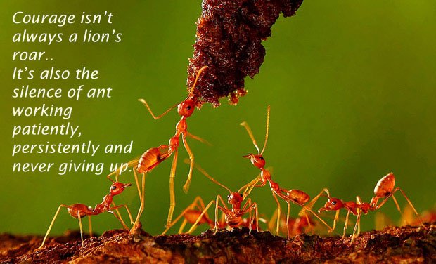 Image of Ant