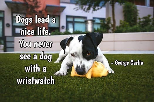 Dogs lead a nice life. You never see a dog with a wristwatch.—George Carlin