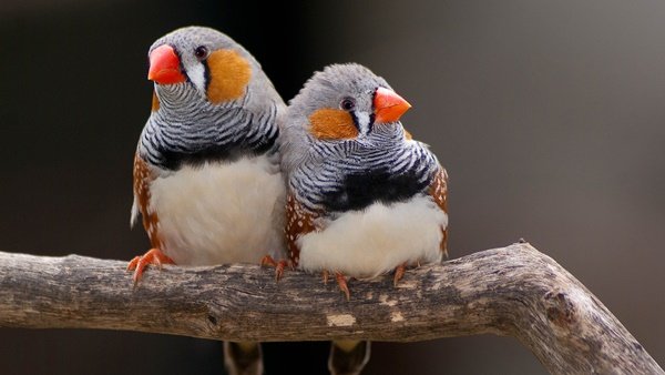 Do Zebra Finches Make Good Pets - Pets Retro