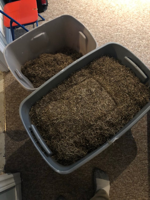 Totes of lawn thatch