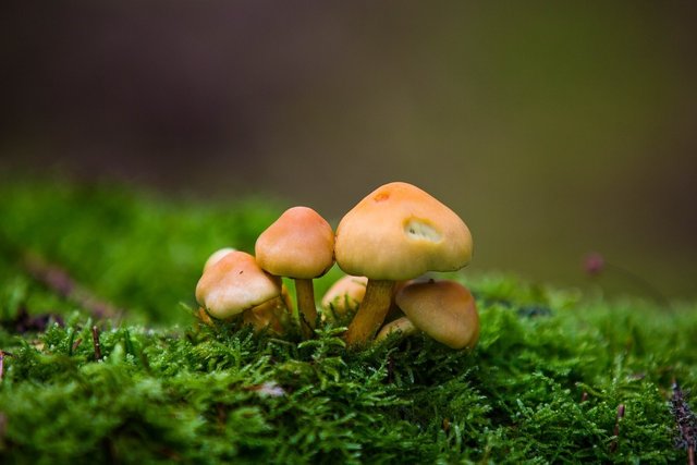 a group of fruiting fungi