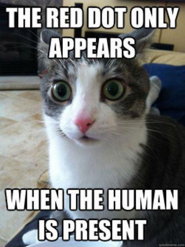 Top 25 Grumpy Cat Memes - CatTime