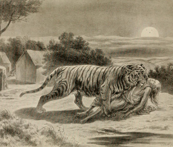 Image result for champawat tiger