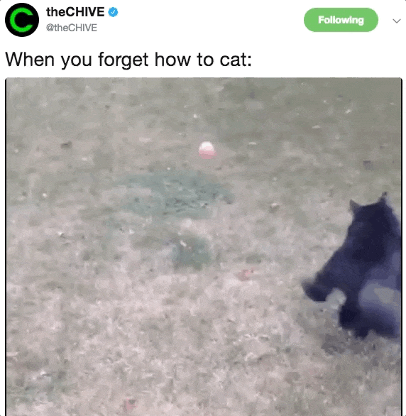 Sat Memes To Celebrate Internationalcatday Steemit