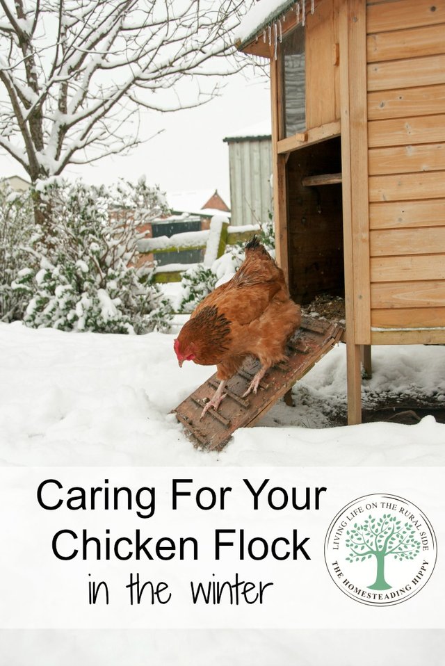 How to care for your flock in the winter~The HomesteadingHippy