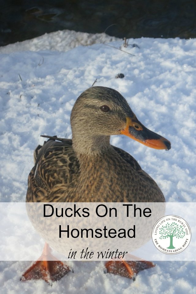 Raising ducks in the winter when it's cold, snowy or icy, isn't hard. All it takes is a few extra steps of care and some planning ahead Your ducks will be just as happy as ever, while being great egg producers all year long. The Homesteading Hippy