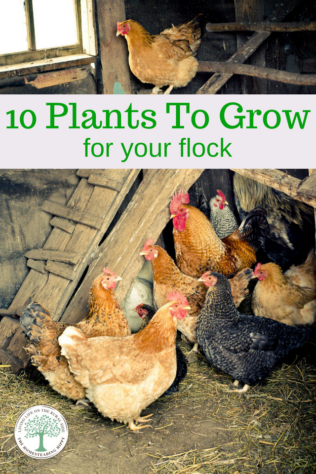 You might want to consider supplementing your chicken feed with some great plants around your garden. Besides saving you money, these plants sampled here have a high nutritional value and they are good for your chicken.