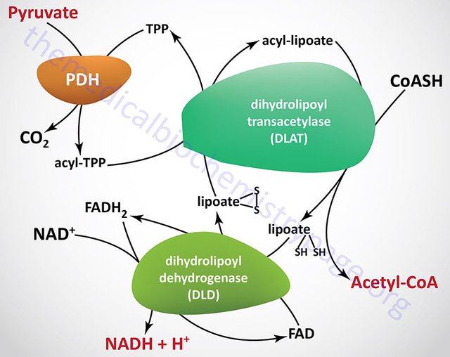 Image result for pyruvate dehydrogenase complex