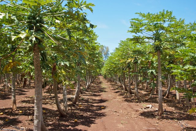 avocado farm