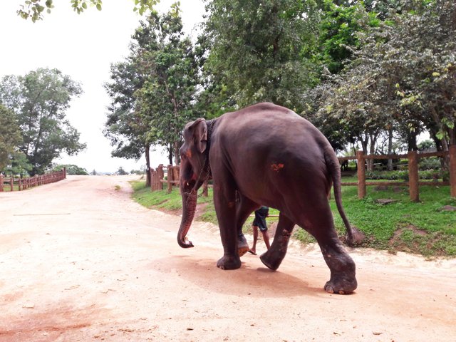 First encounter with the elephant in Sri Lanka at the elephant orphanage