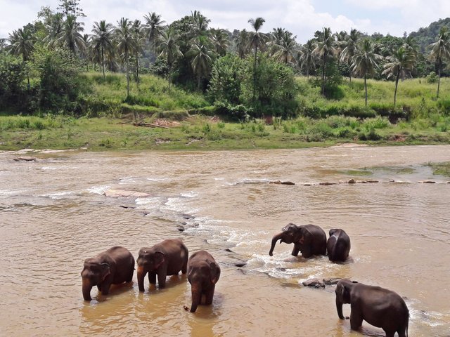 The elephants enjoying a nice bath in the river stream