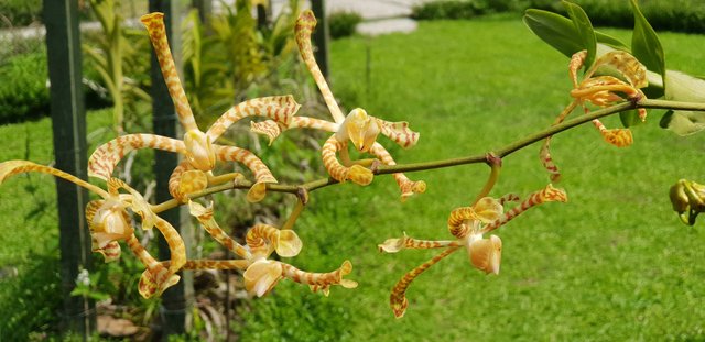 Scorpion orchids at the Bali Orchid Garden