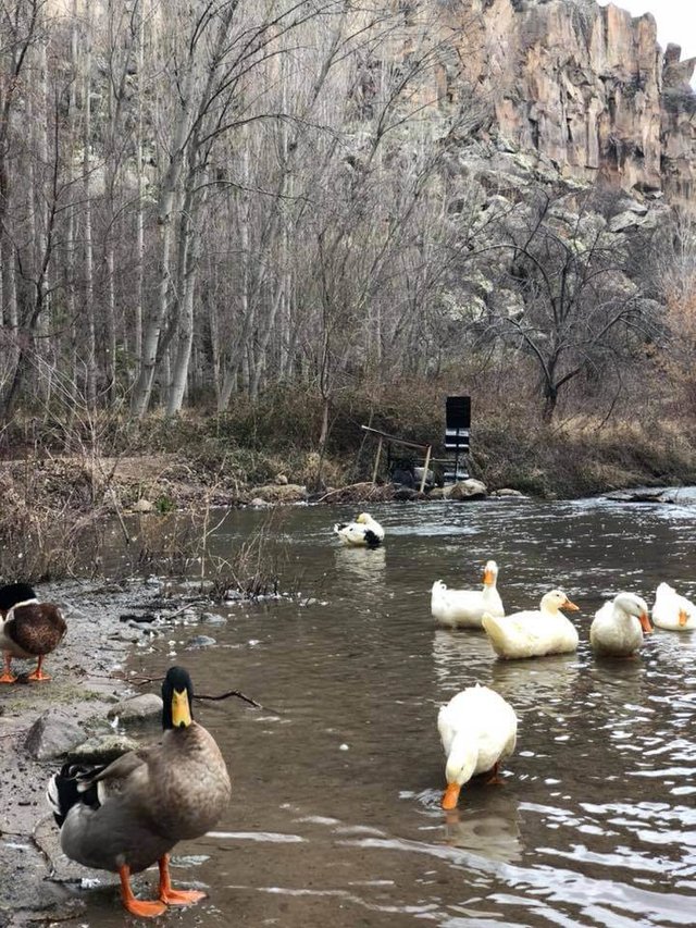 Ducks roaming around freely near one of the toilet stops in the hike