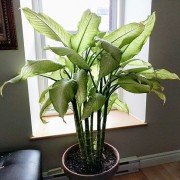 Dieffenbachia_houseplant