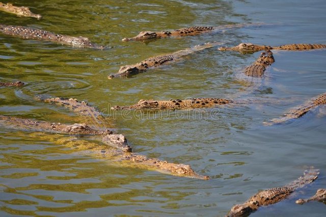 Crocodile Story