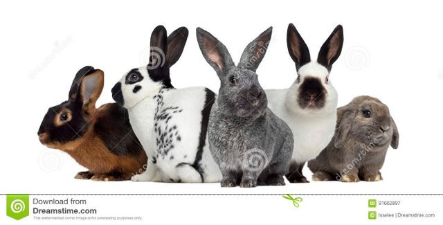 Image result wey dey for IMAGE OF a group RABBIT