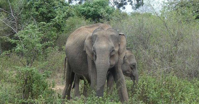 Elephants in the Wild