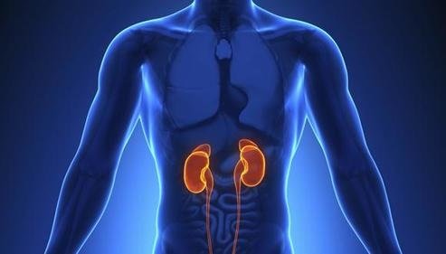 Image of human kidneys